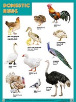 Плакаты (англ). Domestic Birds (Домашние птицы)