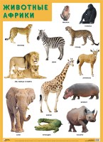 Развивающие плакаты. Животные Африки