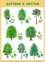 Развивающие плакаты. Деревья и листья